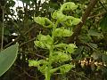 Green Habenaria